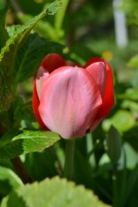 Close-up of pink hibiscus blooming outdoors