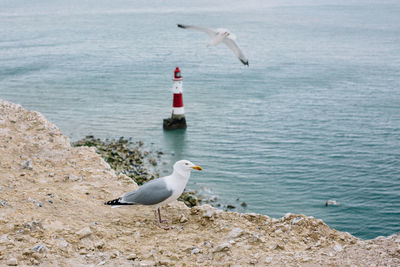 Seagull perching on rock by sea