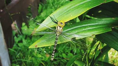 Close-up high angle view of dragon fly on leaves