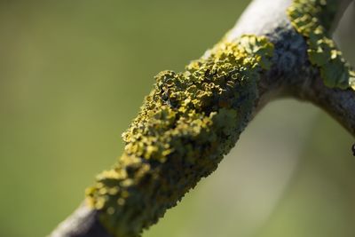 Close-up of plant against blurred background