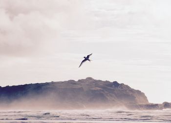 Seagull flying over sea against sky