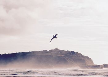 Low angle view of bird flying over sea against sky