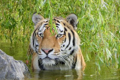 Portrait of tiger drinking water in lake
