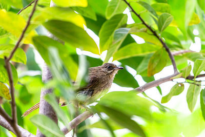 Bird perching on a plant