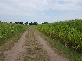 Dirt road amidst agricultural field against sky