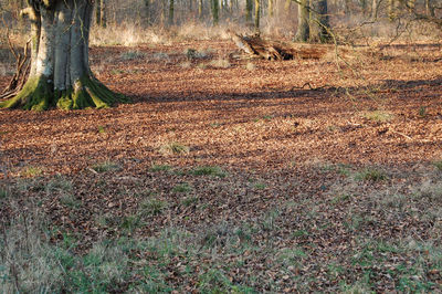 Shadow on tree