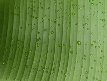 Full frame shot of wet green banana leaves 