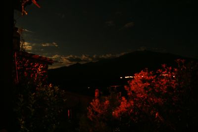 Silhouette trees and plants against sky at night