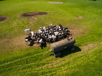 High angle view of birds on field