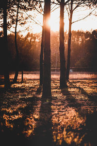 Sunlight streaming through trees on field at sunset