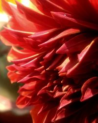 Close-up of red flowers