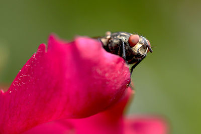 Close-up of insect on pink flower