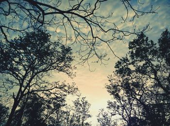 Low angle view of bare trees against sky