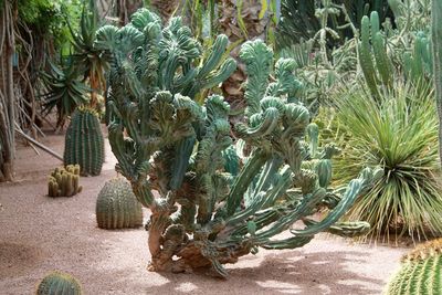 Plants growing on tree trunk