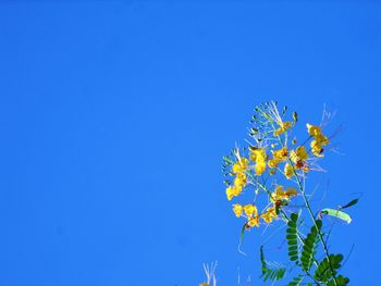 Low angle view of flowering plant against blue sky