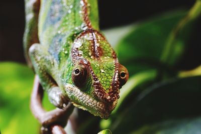 Close-up of lizard on leaf