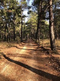 View of trees in the forest