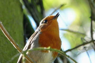 Close-up of bird perching on branch