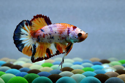 Multi color betta fish hmpk from thailand or siamese fighting fish on isolated grey background