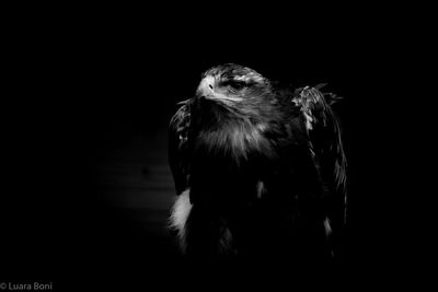 Close-up of owl against black background