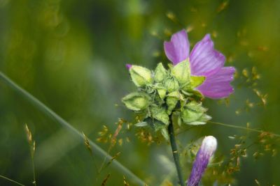 Close-up of purple flowering plant