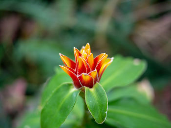 Close-up of orange flower