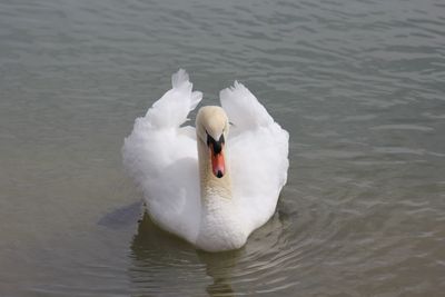 Swan swimming in lake