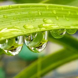 Close-up of water drops on leaves