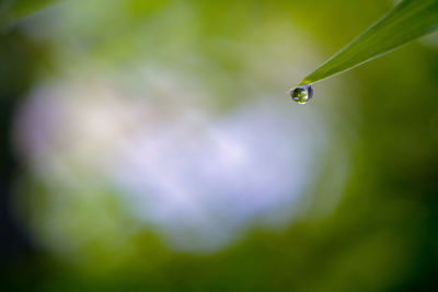 Close-up of water drops on plant