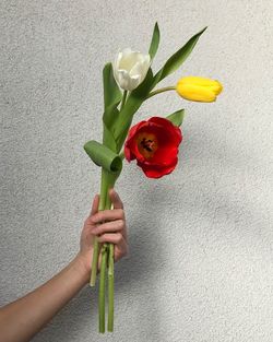 Close-up of hand holding red tulip against wall