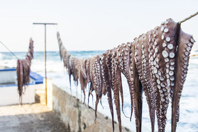 Close-up of tentacles hanging on string against sky