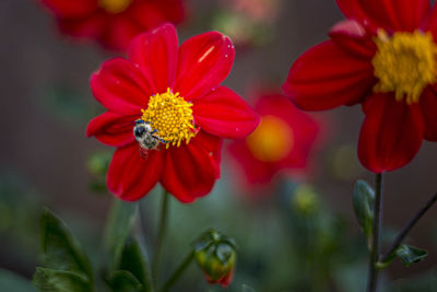 Close-up of red flowering plant