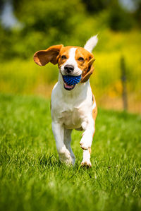 Dog running on grass