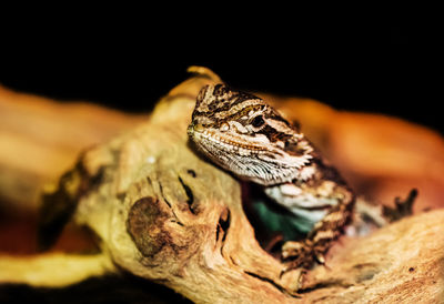 Close-up of a lizard on tree