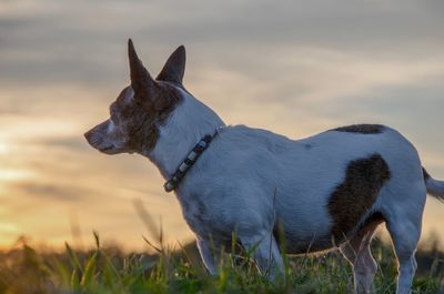Dog looking away on field against sky