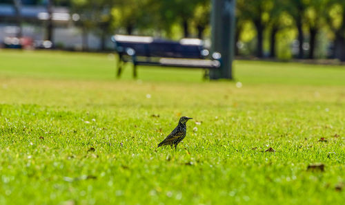 Bird perching on grass in park