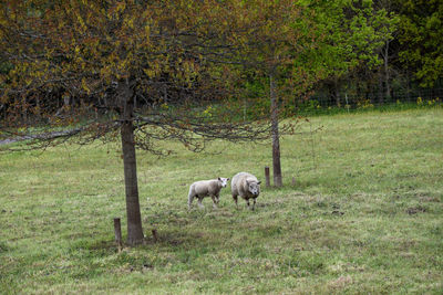 Sheep in a field