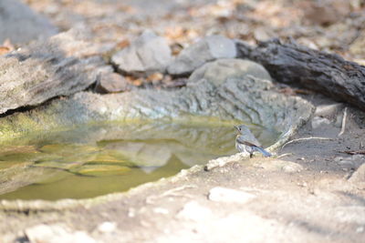 Close-up of lizard on rock