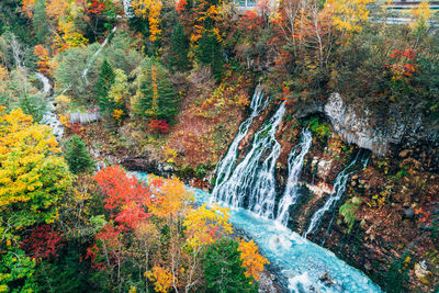 Plants and trees in forest during autumn