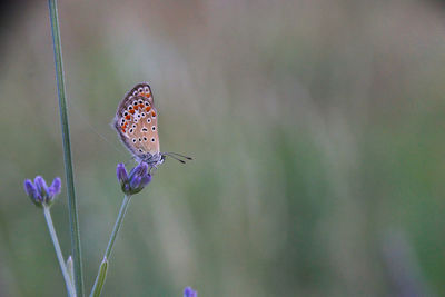 Close-up of butterfly pollinating on purple flower