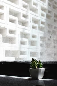 Close-up of potted plant on window sill