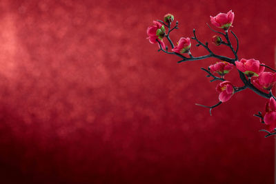 Close-up of flowers against red background during christmas