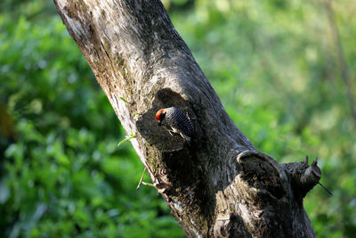 Close-up of lizard on tree trunk