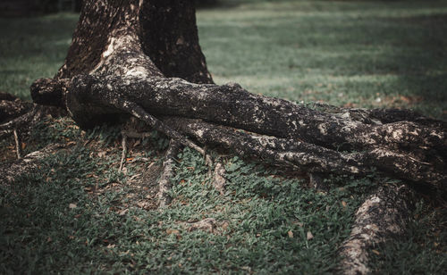 Close-up of tree trunk in forest