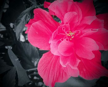 Close-up of pink flower