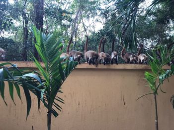 Birds by palm trees against plants