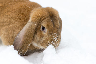 Close-up of a dog on snow covered landscape