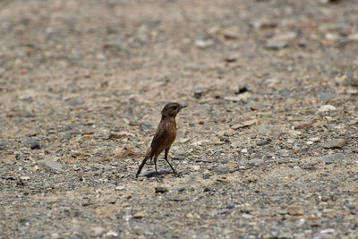 Bird perching on a land