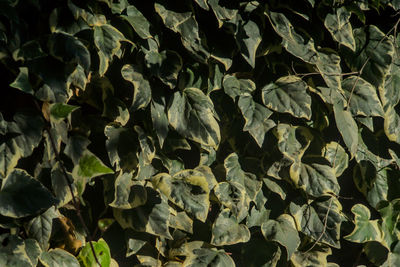Full frame shot of plants growing on land
