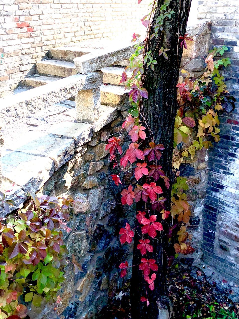 CLOSE-UP OF MULTI COLORED WALL BY PLANTS